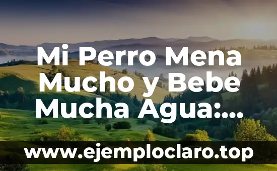 Mi Perro Mena Mucho y Bebe Mucha Agua: Causas y Soluciones