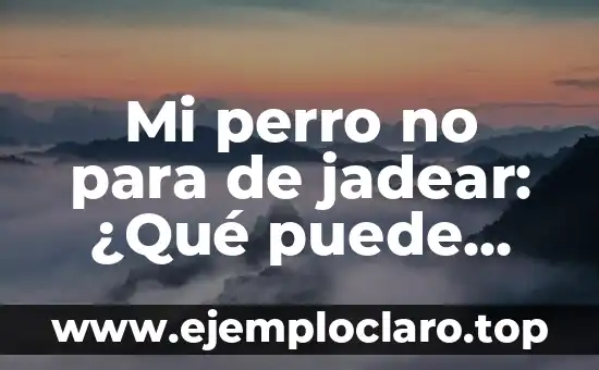 Tengo el ojo rojo pero no me duele: ¿Qué puede estar pasando? 6 Mi perro no para de jadear: ¿Qué puede estar pasando?