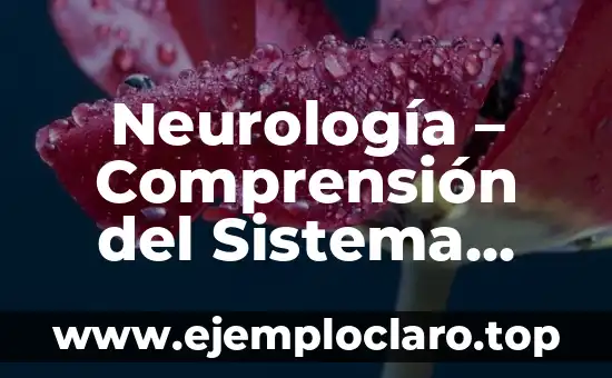 Neurología – Comprensión del Sistema Nervioso
