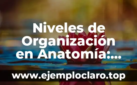 Los Nombres de Ángeles y sus Significados: Guía Completa 3 Niveles de Organización en Anatomía: Una Guía Completa