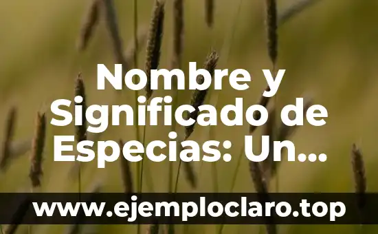 Nombre y Significado de Especias: Un Viaje Gastronómico y Cultural