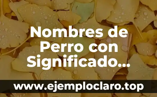 Nombres de Perro con Significado Especial