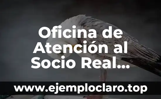 Oficina de Atención al Socio Real Madrid – Todo lo que Necesitas Saber