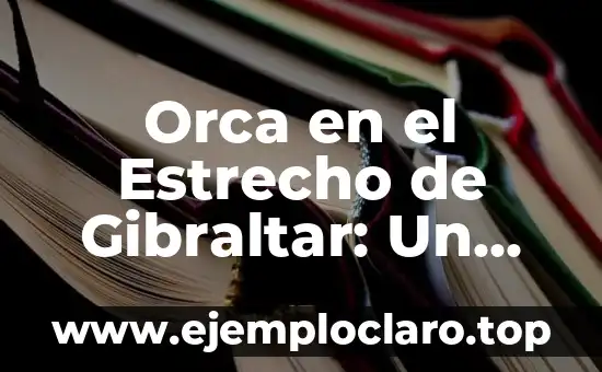 Conciencia Clara de Campo Estrecho: Entendiendo el Concepto 3 Orca en el Estrecho de Gibraltar: Un Fenómeno Marino Fascinante
