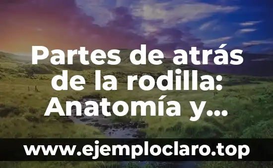 Partes de atrás de la rodilla: Anatomía y función