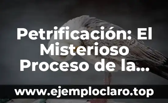 Cuánto tarda un cuerpo en descomponerse en un ataúd: La verdad sobre el proceso de descomposición 6 Petrificación: El Misterioso Proceso de la Naturaleza