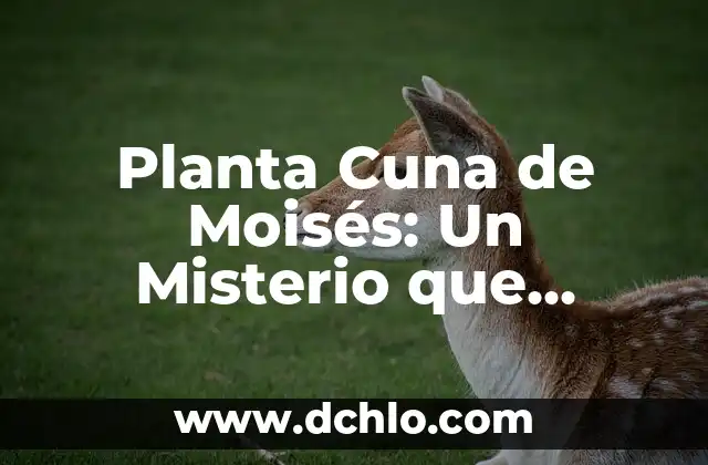 Guadalupe y su significado como cuna de lobos 3 Planta Cuna de Moisés: Un Misterio que Perdura