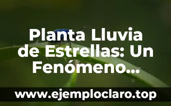 Planta Lluvia de Estrellas: Un Fenómeno Celestial Único