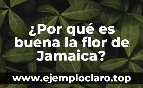 ¿Por qué es buena la flor de Jamaica?