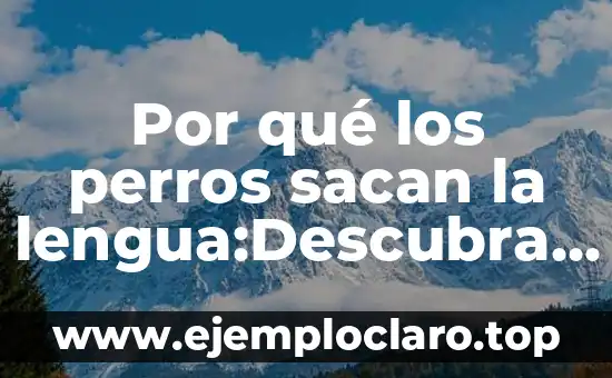 Por qué los perros sacan la lengua:Descubra el secreto detrás de este comportamiento