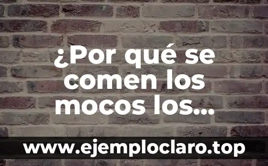 ¿Por qué se comen los mocos los adultos? – Un hábito intrigante