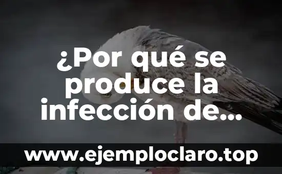 ¿Por qué se produce la infección de orina?