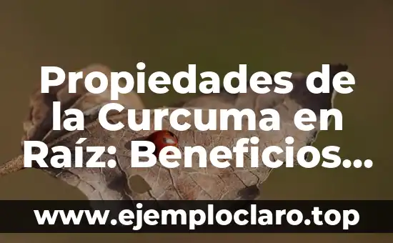 Propiedades de la Curcuma en Raíz: Beneficios y Usos Naturales