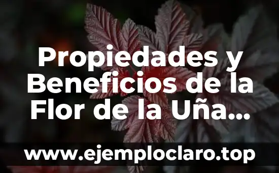 Propiedades y Beneficios de la Flor de la Uña de Gato