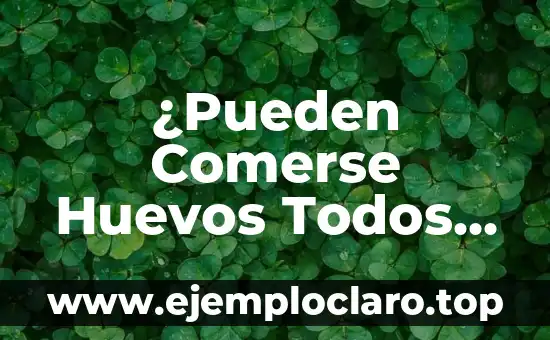 ¿Es Bueno Lavar el Pelo Todos los Días? Descubre la Verdad 6 ¿Pueden Comerse Huevos Todos los Días? – La Guía Definitiva