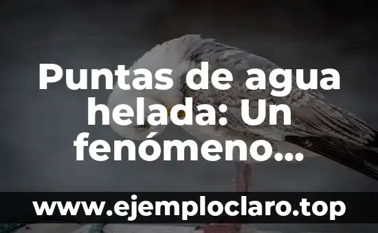 El Poder del Fenómeno de la Flotabilidad: Entendiendo el Principio de Arquímedes 7 Puntas de agua helada: Un fenómeno natural fascinante