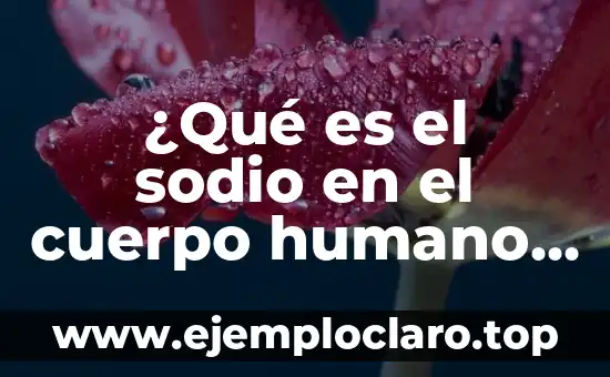 ¿Qué es el Cloruro de Sodio? - Definición, Propiedades y Usos 3 ¿Qué es el sodio en el cuerpo humano y su importancia?