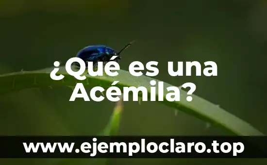 ¿Qué es un Texto No Literario? Definición y Características 3 ¿Qué es una Acémila?