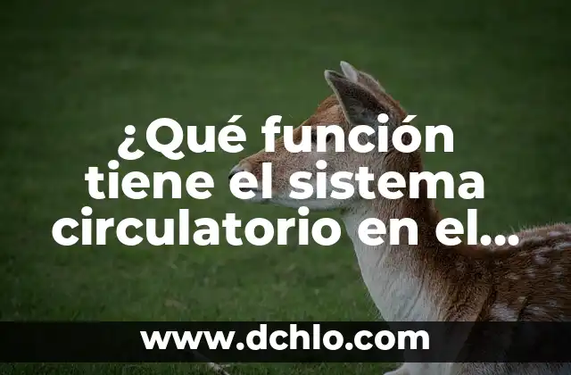 Cuánto Cuesta un Sistema Operativo Windows 11: Precio y Opciones de Licencia 6 ¿Qué función tiene el sistema circulatorio en el cuerpo humano?