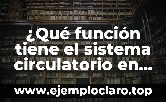 ¿Qué función tiene el sistema circulatorio en el cuerpo humano?