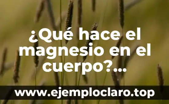 Sulfato de Magnesio para Qué Sirve: Descubre sus Usos y Beneficios 3 ¿Qué hace el magnesio en el cuerpo? Importancia del magnesio para la salud