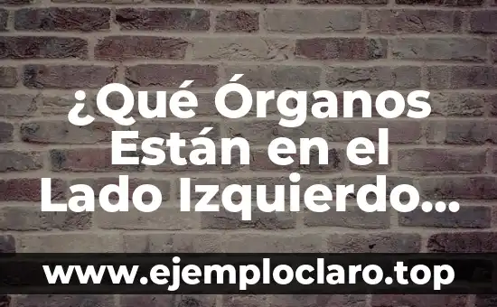¿Qué Órganos Están en el Lado Izquierdo del Cuerpo Humano?