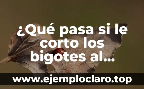 Significado de Felino 4 ¿Qué pasa si le corto los bigotes al gato? Cuidado con la salud de tu felino