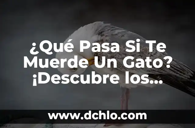 ¿Qué Significa Soñar que una Serpiente te Muerde? Análisis y Interpretación de los Sueños 8 ¿Qué Pasa Si Te Muerde Un Gato? ¡Descubre los Riesgos y Cómo Prevenirlos!