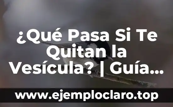 ¿Qué pasa si te quitan el útero? Guía completa sobre la histerectomía 4 ¿Qué Pasa Si Te Quitan la Vesícula? | Guía Detallada Sobre la Vesícula Biliar