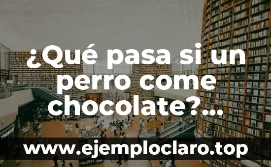 Perro Ayuda a su Dueña con Taquicardia: Una Historia de Amor y Lealtad 3 ¿Qué pasa si un perro come chocolate? (Análisis de los riesgos y consecuencias)