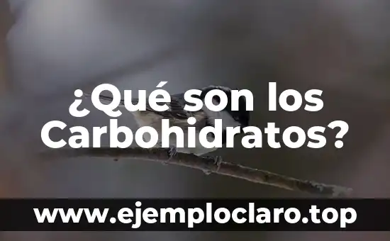 ¿Qué son los Carbohidratos?