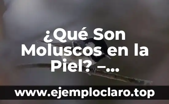 Bioenergética y Ansiedad: Entendiendo la Conexión Energética 8 ¿Qué Son Moluscos en la Piel? – Entendiendo los Moluscos Cutáneos