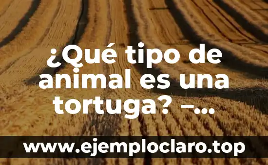 ¿Qué tipo de animal es una tortuga? – Descubre la respuesta