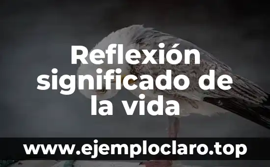 Reflexión significado de la vida