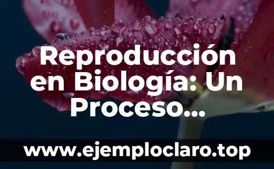 Reproducción en Biología: Un Proceso Esencial