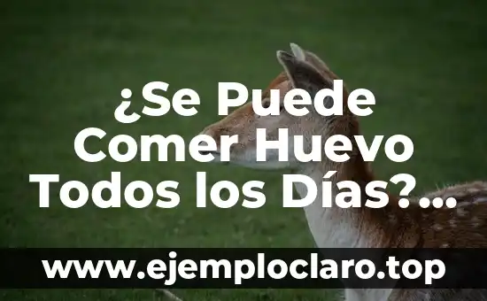 ¿Se Puede Comer Huevo Todos los Días? Análisis y Conclusión