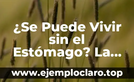 ¿Se Puede Vivir sin el Estómago? La Respuesta Sorprendente