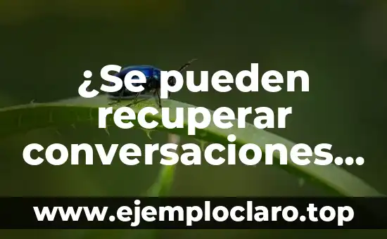 Significado del Mono de WhatsApp 3 ¿Se pueden recuperar conversaciones de WhatsApp eliminadas?