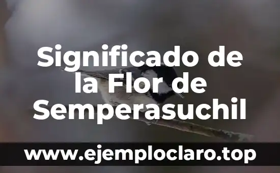 Significado de la Flor de Semperasuchil