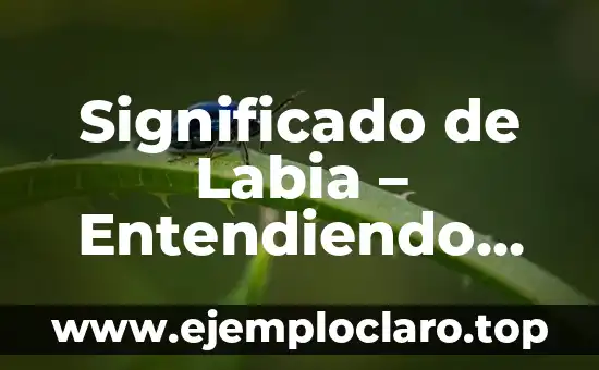 Significado de Labia – Entendiendo sus Funciones y Características