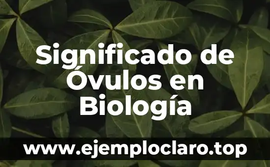 Significado de Óvulos en Biología