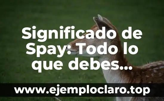 Significado de Spay: Todo lo que debes saber