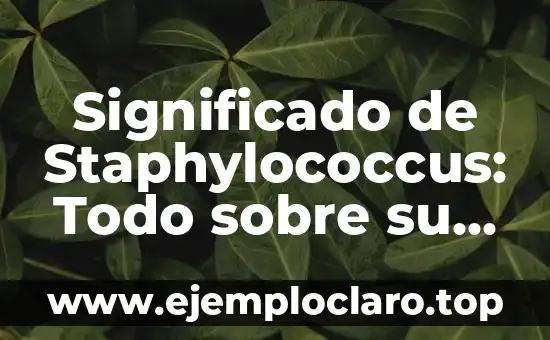 Significado de SpO2: Todo lo que Necesitas Saber 5 Significado de Staphylococcus: Todo sobre su definición y características