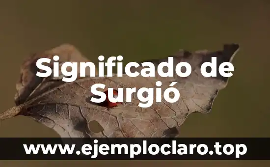 Significado de Steward 3 Significado de Surgió