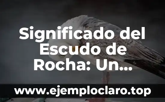 Significado del Escudo de Rocha: Un Análisis Detallado
