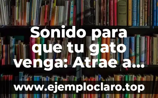 Significado de Felino 7 Sonido para que tu gato venga: Atrae a tu amigo felino con facilidad