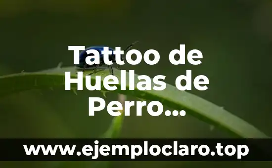 Nombres Femeninos con Significado 8 Tattoo de Huellas de Perro Significado