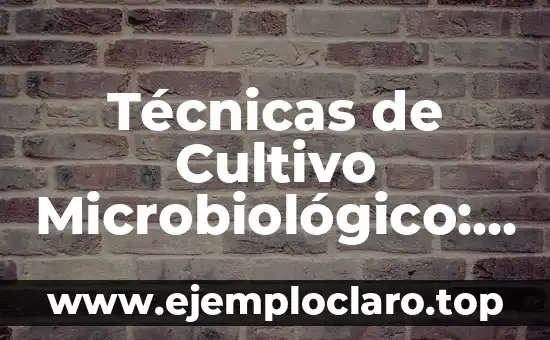 Técnicas de Cultivo Microbiológico: El Arte de Crear Vida en el Laboratorio