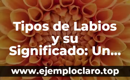 Tipos de Labios y su Significado: Un Análisis Detallado