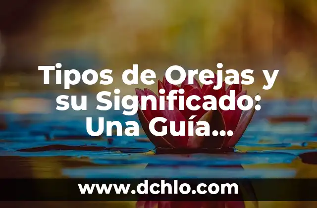 Buscar a Quien Pertenece un Número de Teléfono: Guía Completa y Actualizada 8 Tipos de Orejas y su Significado: Una Guía Completa